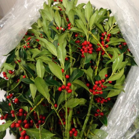 Holly 'with berries'