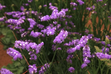 Statice 'Sinuet Violet' Statice sinuatum. Cut Flowers | Sunflora