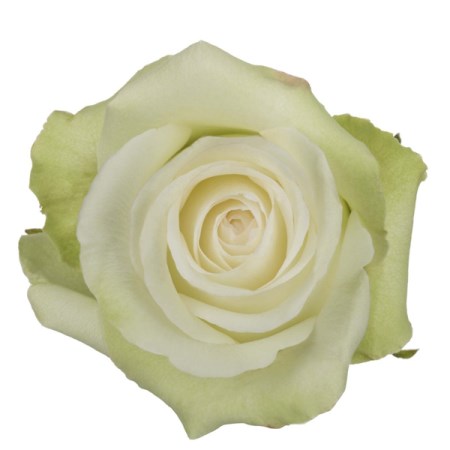 Rose 'Alba' Rosa. Cut Flowers | Sunflora