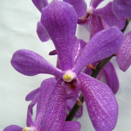 Orchid 'Aranda Sylvia Pink-Tay Swee' Orchidaceae