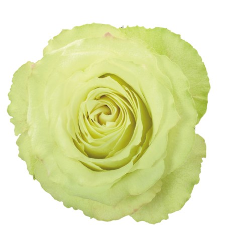 Rose 'Lemonade' Rosa. Cut Flowers | Sunflora
