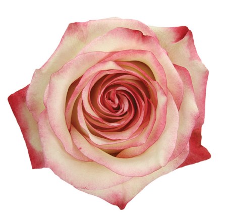 Rose 'Paloma' Rosa. Cut Flowers | Sunflora