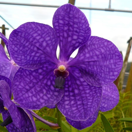 Orchid 'Vanda New Blue' Orchidaceae