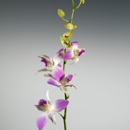 Orchid 'Dendrobium Misteen' Orchidaceae
