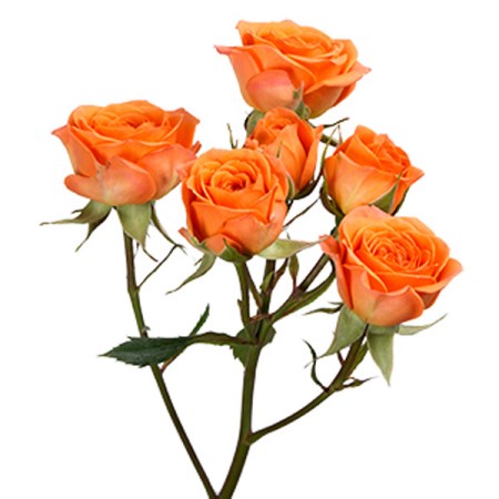 Rose 'spray orange babe' Rosa. Cut Flowers | Sunflora