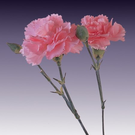 Spray Carnation 'Light Pink Barbara' Dianthus. Cut Flowers | Sunflora