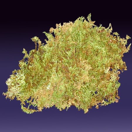 Preserved Sheet Moss (Hypnum curvifolium)